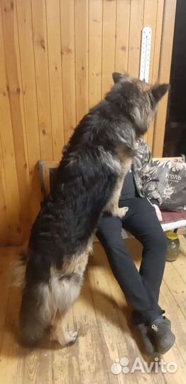 Немецкая овчарка вязка
