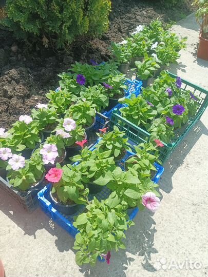 Петуния ампельная