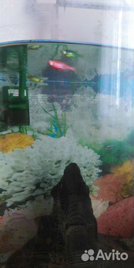 Аквариум