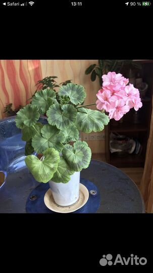 Пеларгония герань Occold Lagoon