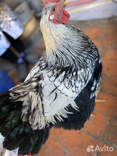 Петух виандот