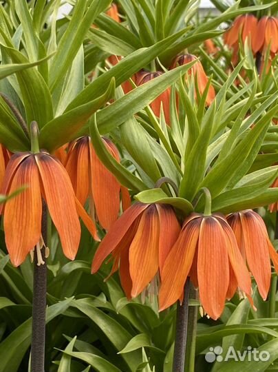 Рябчик императорский