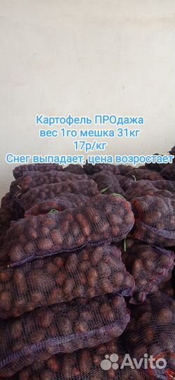 Картофель картошка 5+
