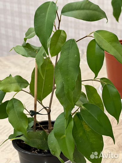 Эпипремнум