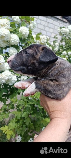 Стандартный бультерьер