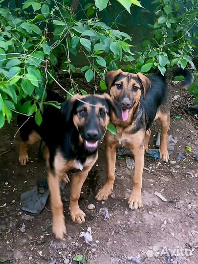Крупные щенки подростки в дом