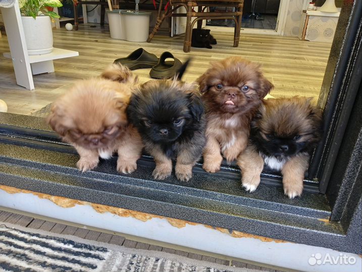 Щенки пнкинеса