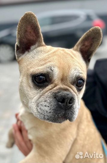 Французский бульдог Нюрба