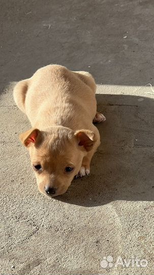 Той-терьер щенки