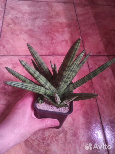 Sansevieria kirkii, manee