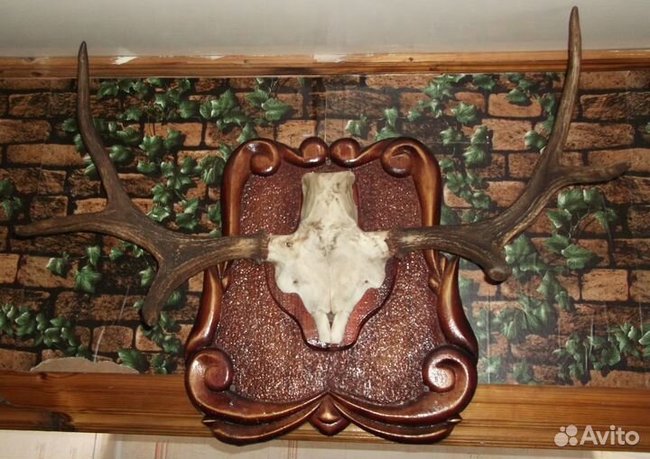 Рога лося с черепом