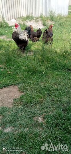 Инкубационное яйцо