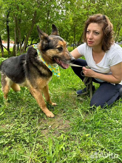 Небольшая овчарка ищет дом