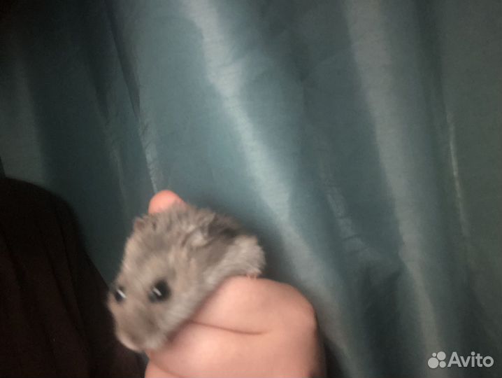 Джунгарский хомяк девочка