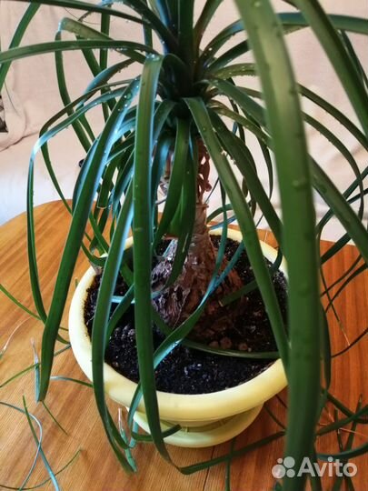 Бокарнея нолина