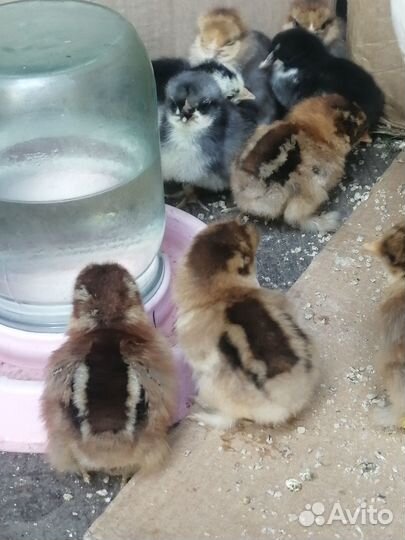 Карликовые кохинхины