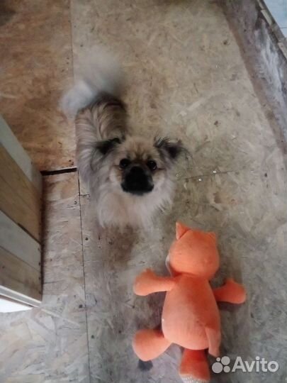 Пекинес ищет девочку