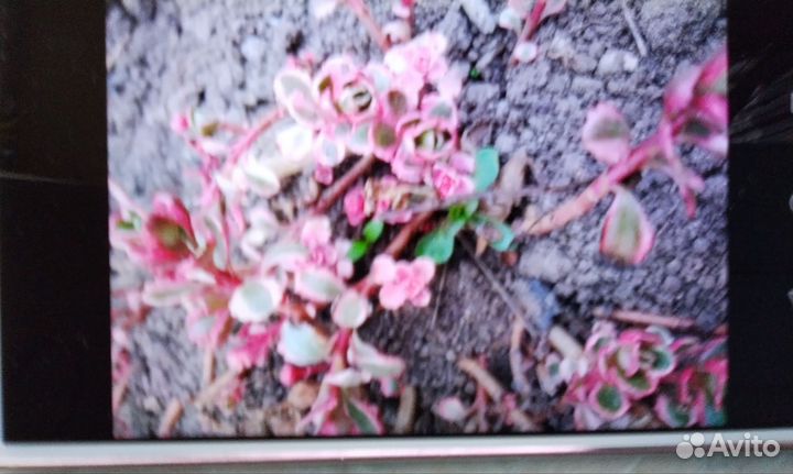 Молодило, очитки