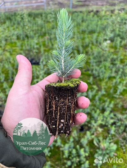 Зкс Сосна сеянцы Ели Лиственницы окс Голуб Горная
