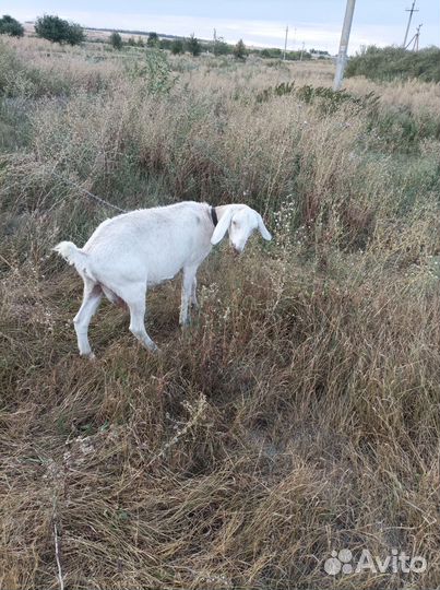 Коза дойная молочная