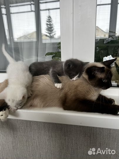 Котята в добрые руки