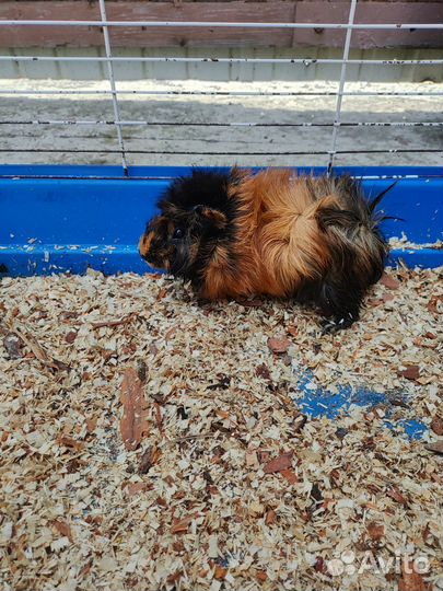 Морская свинка