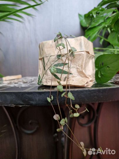 Церопегия вуди