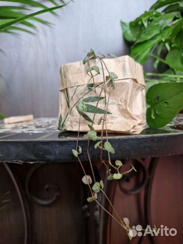 Церопегия вуди