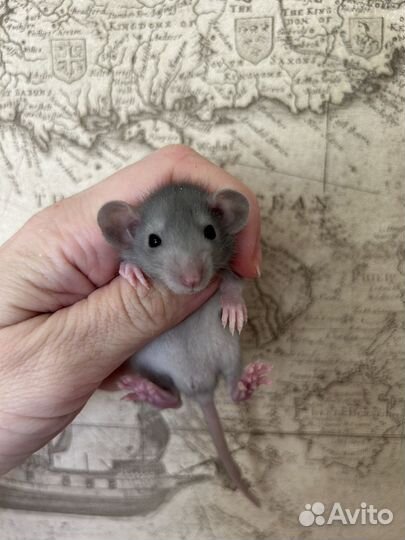 Крысята Дамбо малыши