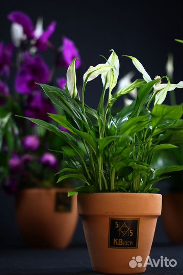 Спатифиллум. Женское счастье. Комнатные цветы