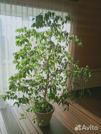 Фикус бенджамина