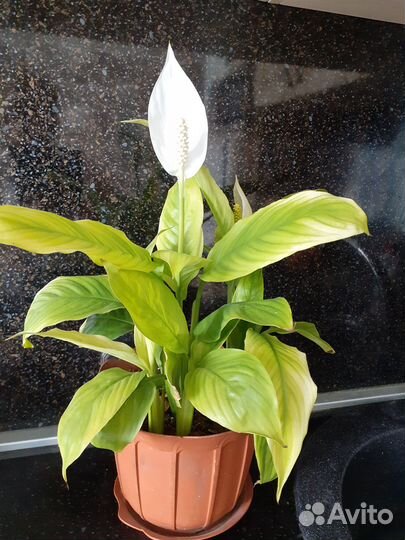 Спастифиллум