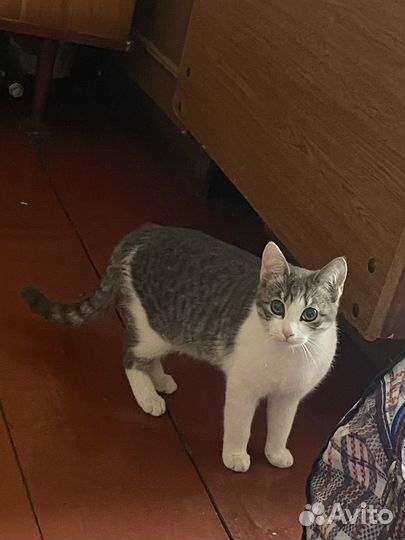 Кошка в дар
