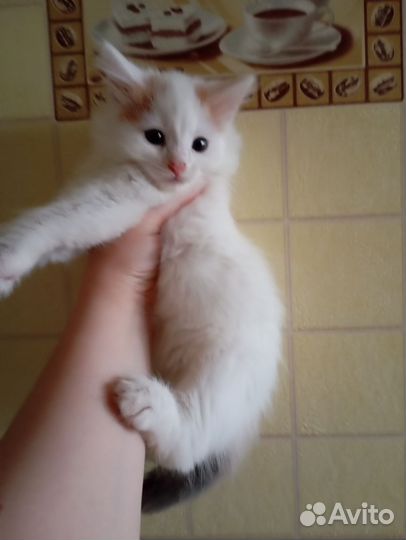 Котята отдам бесплатно