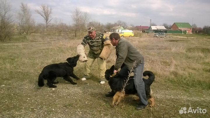 Дрессировка собак Кинолог