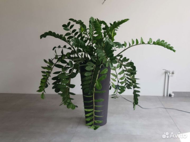 Замиокулькас в кашпо