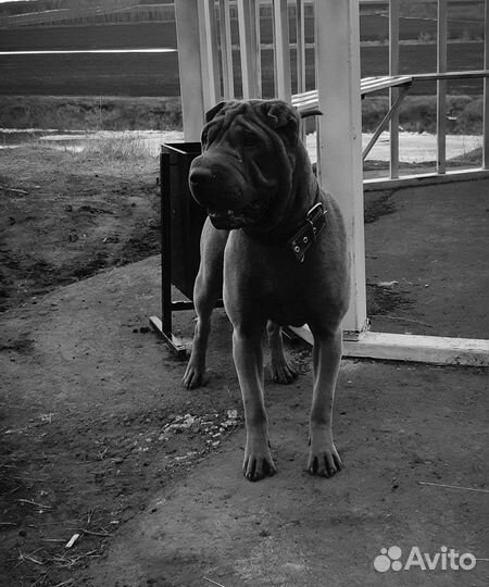 Шарпей вязка