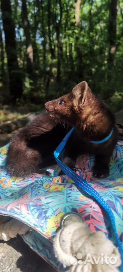 Соболь животное