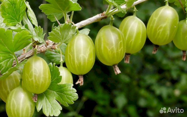 Саженцы крыжовника Малахит