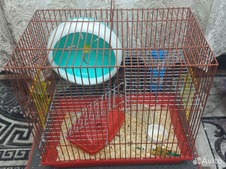 Сирийский хомяк с клеткой