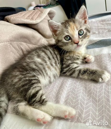 Кошечка 1,5 мес., в дар