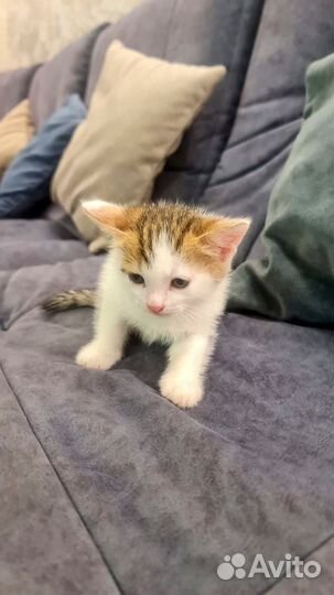 Котенок