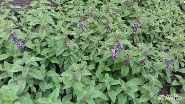 Мята сушеная