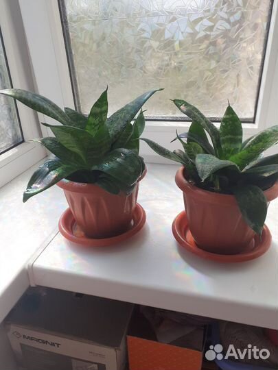 Сансевиерия ханни