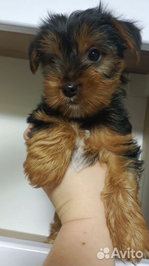 Йоркширский терьер