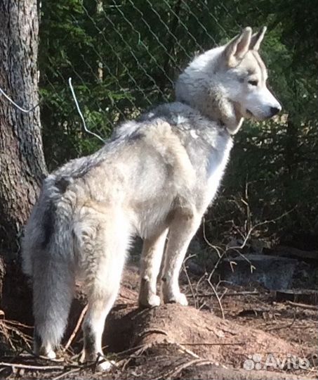 Чистка зубов ультразвуком с выездом на дом