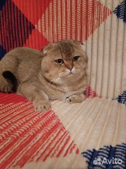 Котик на вязку