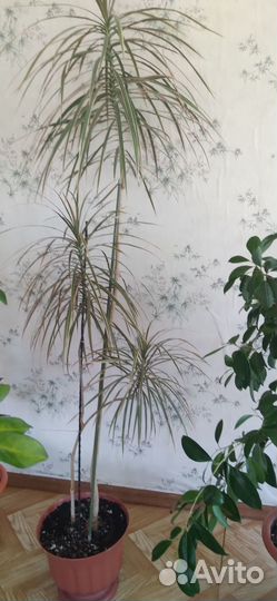 Комнатные цветы