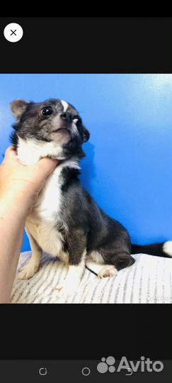 Чихуахуа мини беби фейс