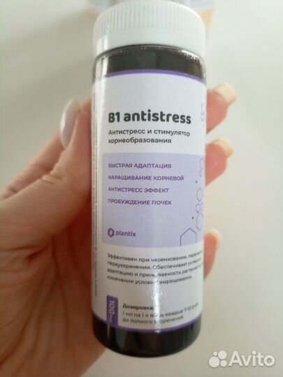 Монстера Индо Минт